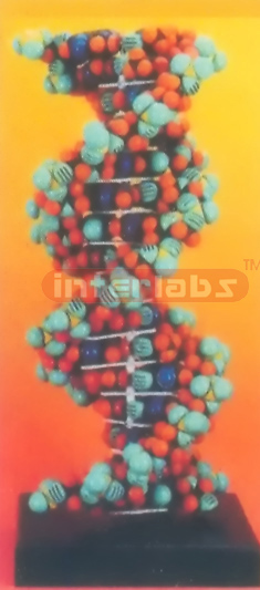 EXTRA SPHERE DNA DOUBLE HELIX MODEL